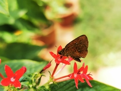 Mussaenda erythrophylla