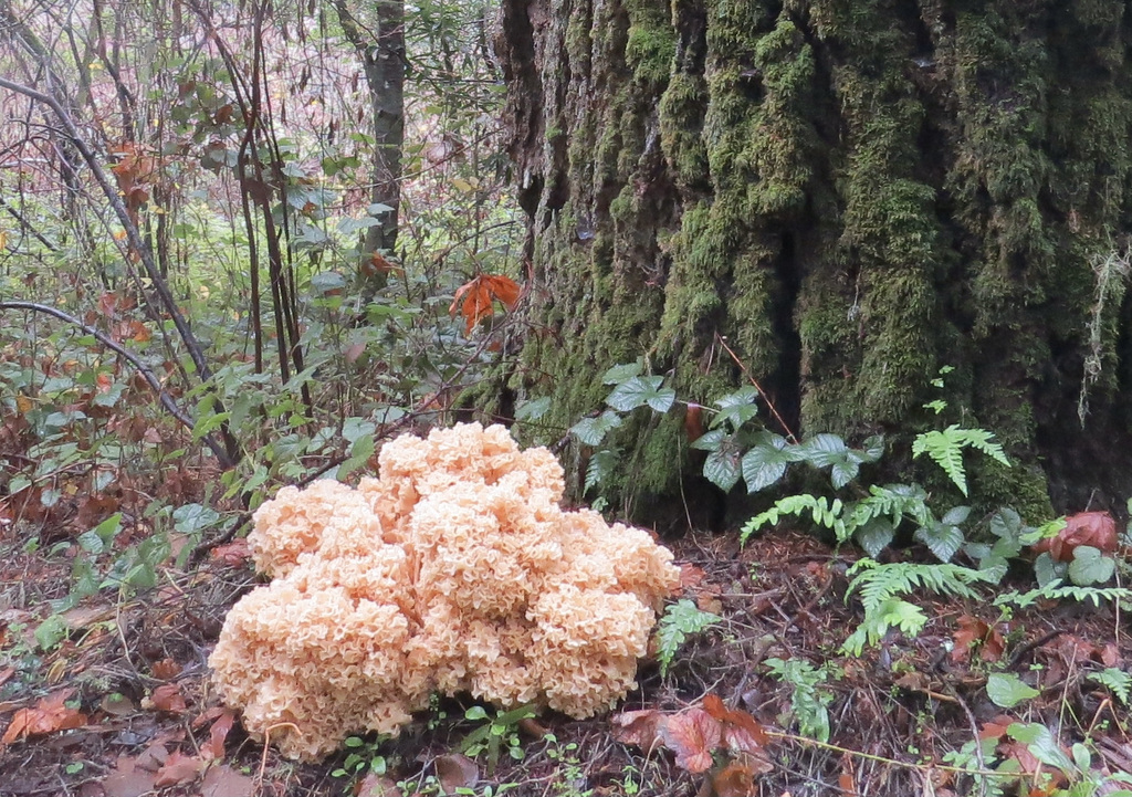 Sparassis radicata · December 2025 · photo: © garth_harwood (iNaturalist, cc-by)