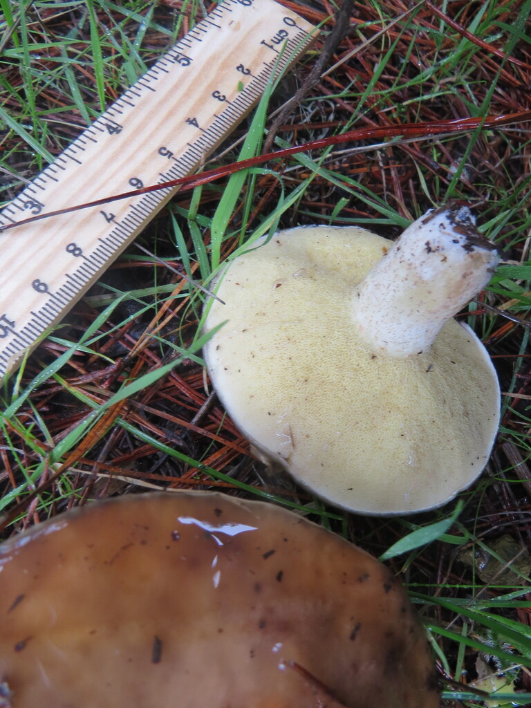 Suillus pungens · December 2025 · photo: © garth_harwood (iNaturalist, cc-by)