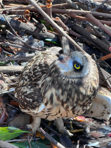 Asio flammeus observed 2023-11-17