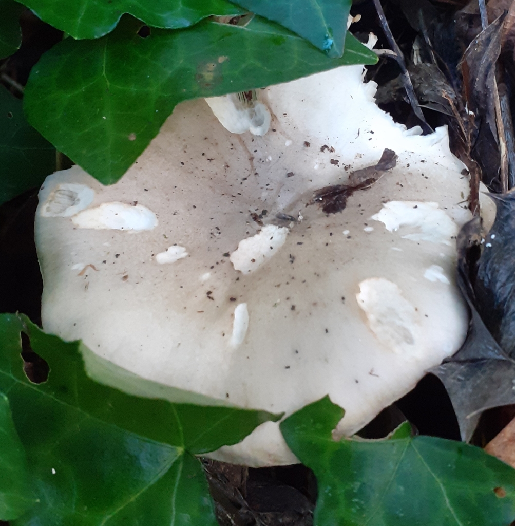 Clitocybe nebularis · January 2026 · photo: © bogsuckers (iNaturalist, cc-by)