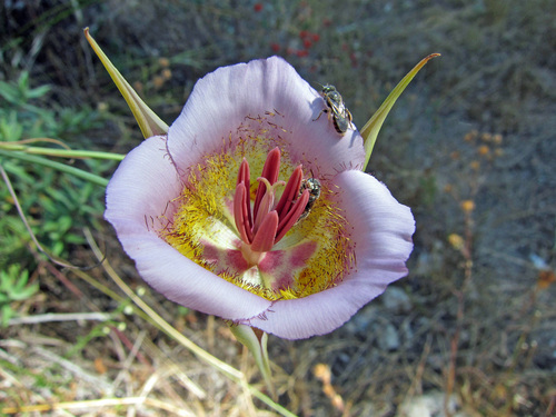 Plummer's Mariposa Lily (Calochortus plummerae)
