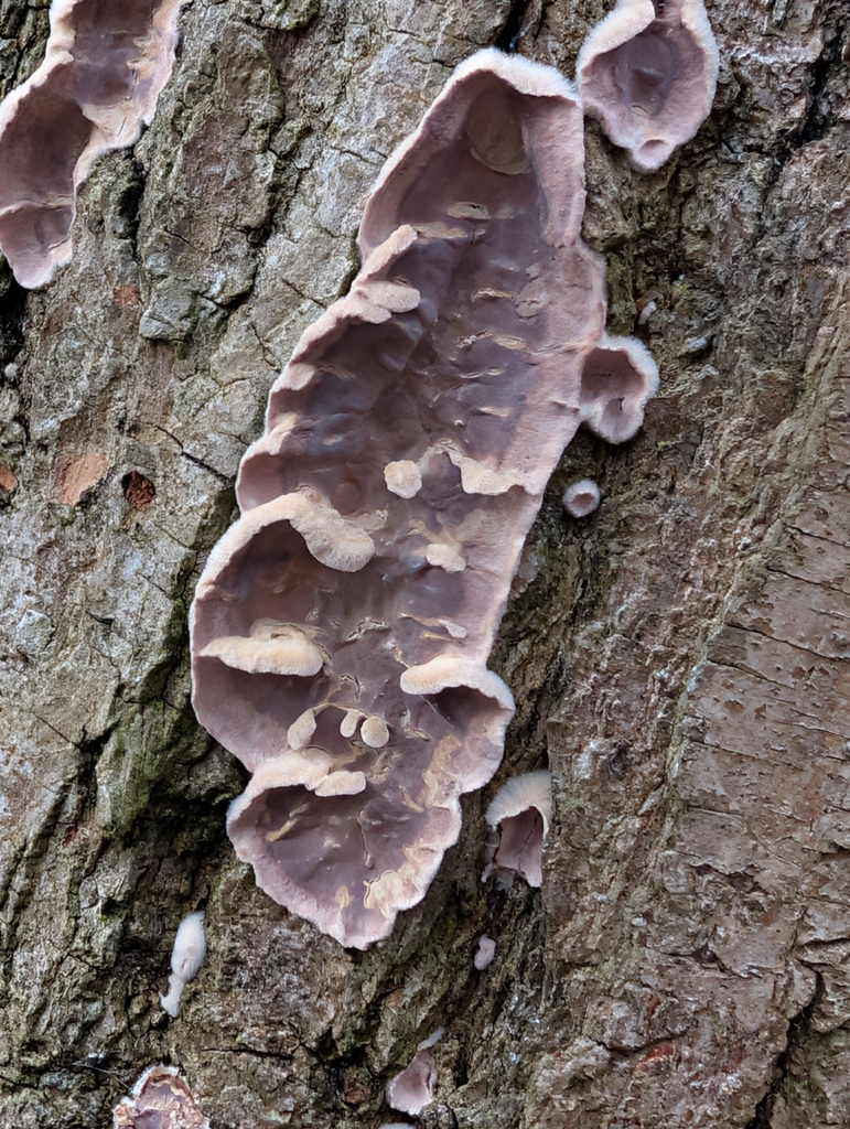 Chondrostereum purpureum · January 2026 · photo: © pilmar (iNaturalist, cc0)