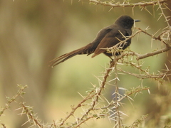 Cercotrichas podobe
