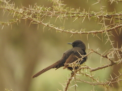 Cercotrichas podobe