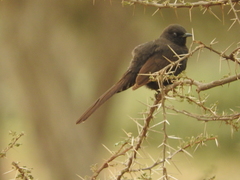 Cercotrichas podobe