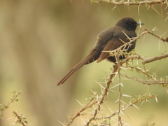 Cercotrichas podobe