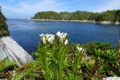 Arabis eschscholtziana