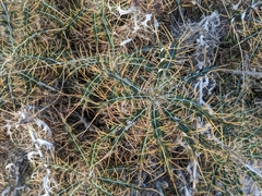 Ptilostemon hispanicus