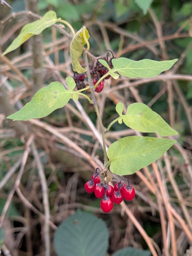 Bitter nightshade