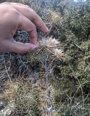 Ptilostemon hispanicus
