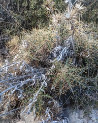 Ptilostemon hispanicus