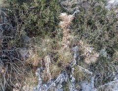 Ptilostemon hispanicus