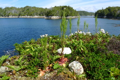 Arabis eschscholtziana