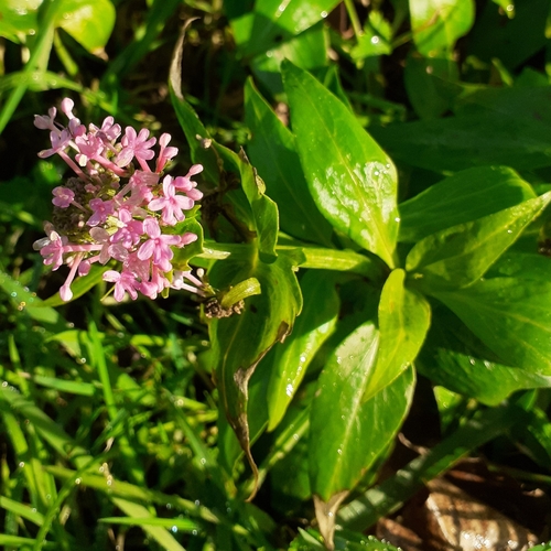 Centranthus ruber