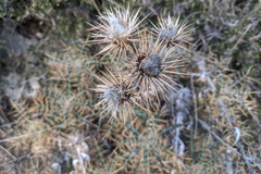 Ptilostemon hispanicus