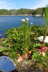 Arabis eschscholtziana