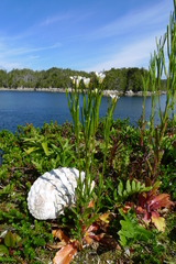 Arabis eschscholtziana