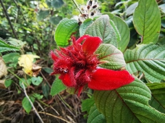 Mussaenda erythrophylla