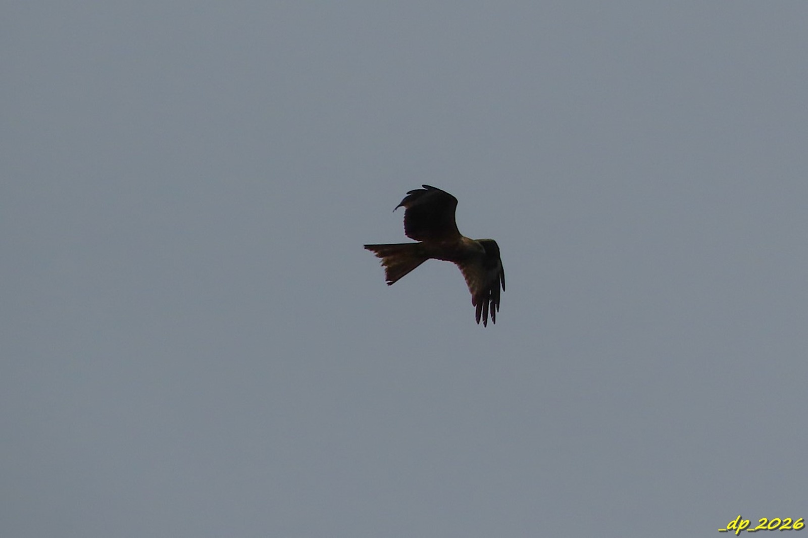 Milvus milvus (Linnaeus, 1758)