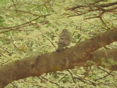 Turtur abyssinicus