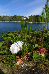Arabis eschscholtziana