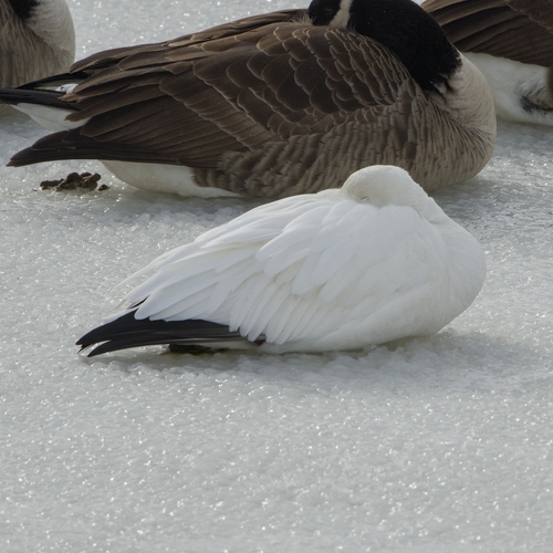 Snow Goose (Anser caerulescens), photo 4