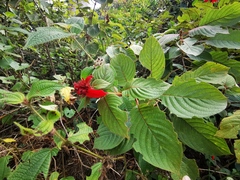 Mussaenda erythrophylla
