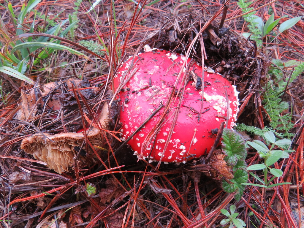 Amanita muscaria flavivolvata · December 2025 · photo: © garth_harwood (iNaturalist, cc-by)