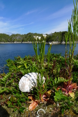 Arabis eschscholtziana