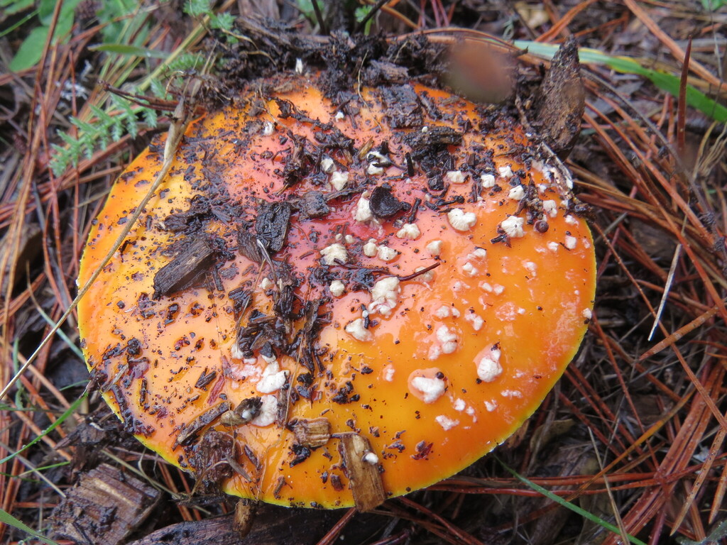 Amanita muscaria flavivolvata · December 2025 · photo: © garth_harwood (iNaturalist, cc-by)