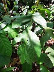 Artocarpus heterophyllus