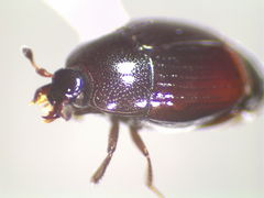 Phelister subrotundus