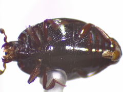 Phelister subrotundus