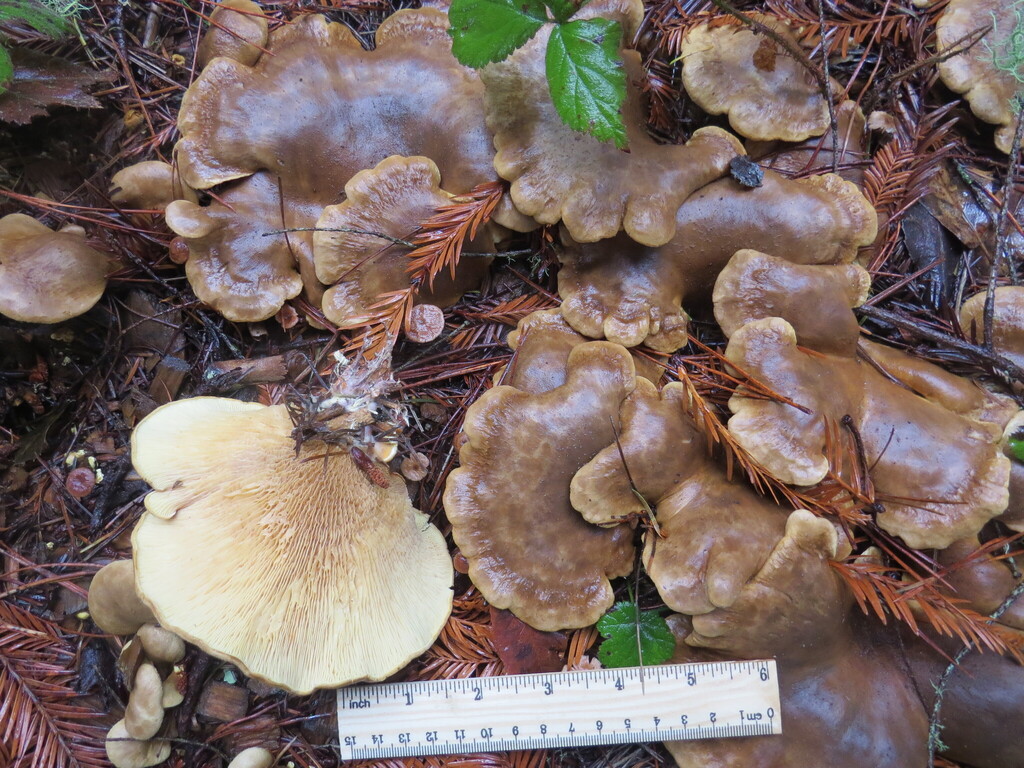 Tapinella panuoides · December 2025 · photo: © garth_harwood (iNaturalist, cc-by)