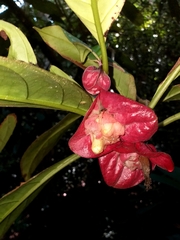 Drymonia coccinea