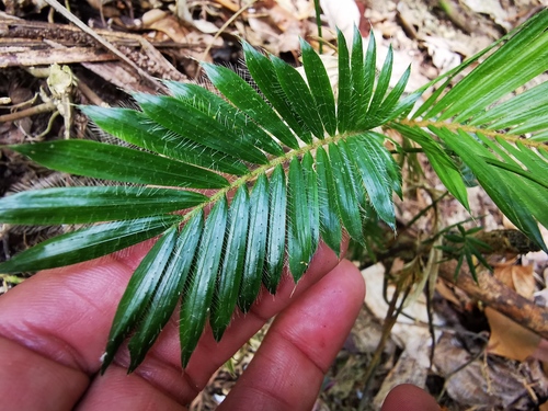 Daemonorops ochrolepis · iNaturalist Panamá