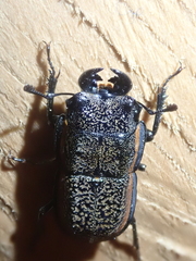 Erichius caelatus