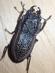Erichius caelatus