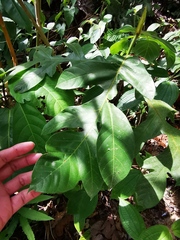 Artocarpus heterophyllus