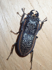 Erichius caelatus
