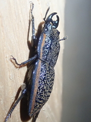 Erichius caelatus