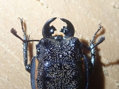 Erichius caelatus