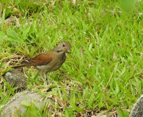 Pale-breasted Thrush (Turdus leucomelas), photo 1