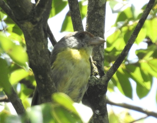 Rufous-browed Peppershrike (Cyclarhis gujanensis), photo 1