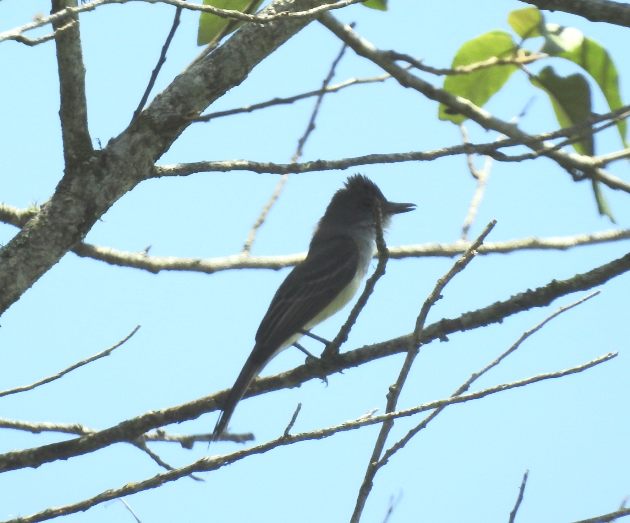 Swainson's Flycatcher (Myiarchus swainsoni), photo 2