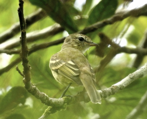 Rough-legged Tyrannulet (Acrochordopus burmeisteri), photo 8