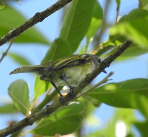 Grey-capped Tyrannulet (Phyllomyias griseocapilla)