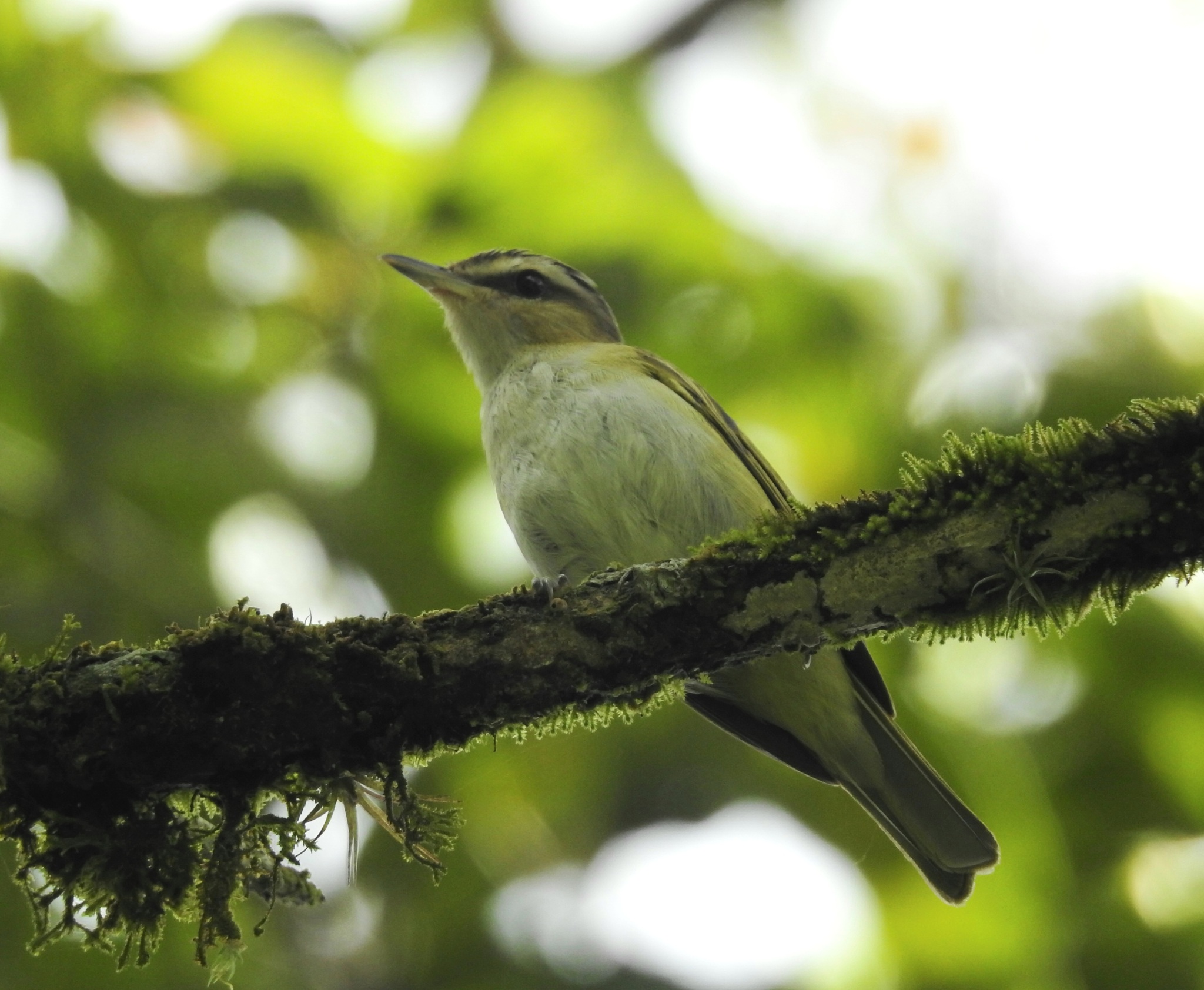 Red-eyed Vireo (Vireo olivaceus), photo 2