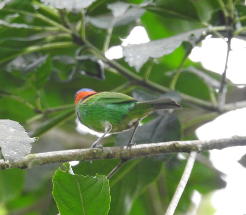 Red-necked Tanager (Tangara cyanocephala)